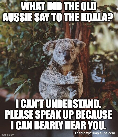 Koala bear image.