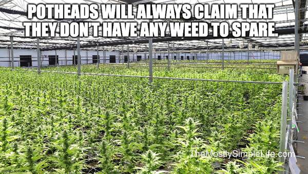 Marijuana plants in greenhouse