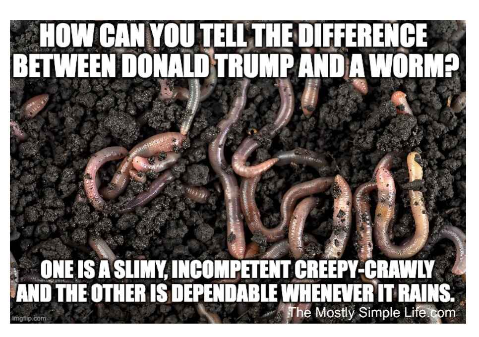 Worms in soil.