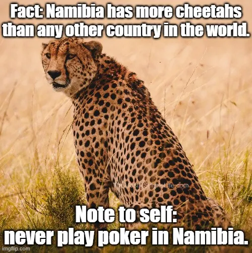Fact: Namibia has more cheetahs than any other country in the world.
Note to self: never play poker in Namibia.
