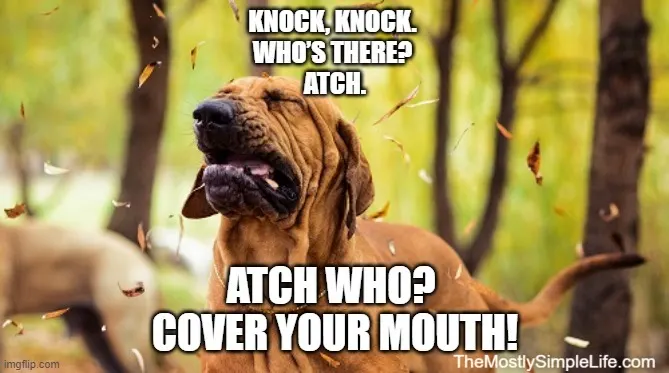 Image of bloodhound dog about to sneeze.
Text says: Knock knock. Whos there? Atch. Atch who? Cover your mouth!