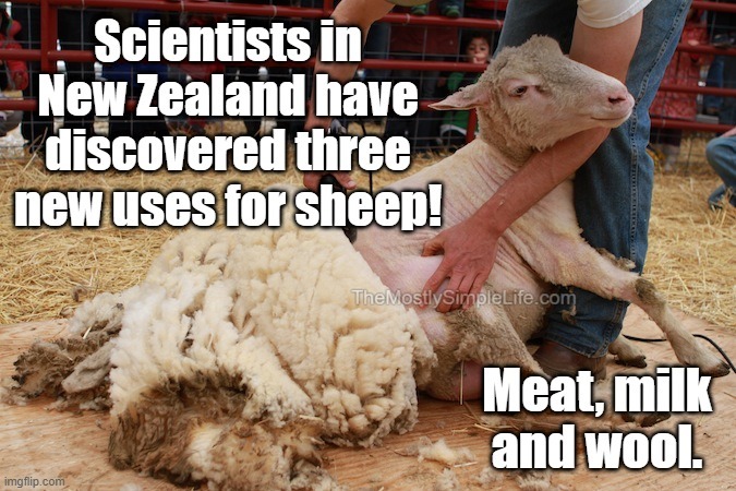 Scientists in New Zealand have discovered three new uses for sheep!
Meat, milk and wool.