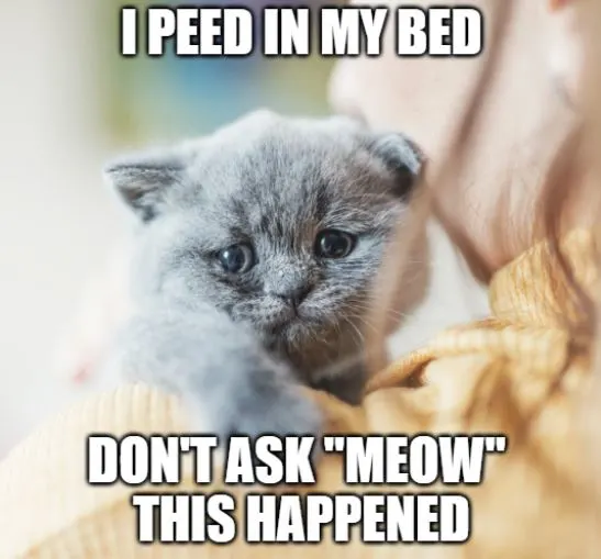 don't ask meow this happened to me joke