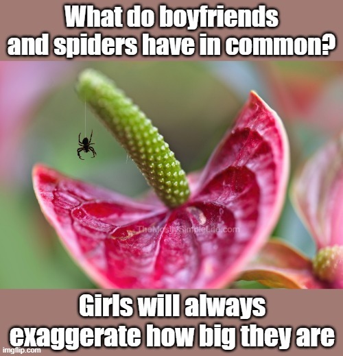 What do boyfriends and spiders have in common?
Girls will always exaggerate how big they are.