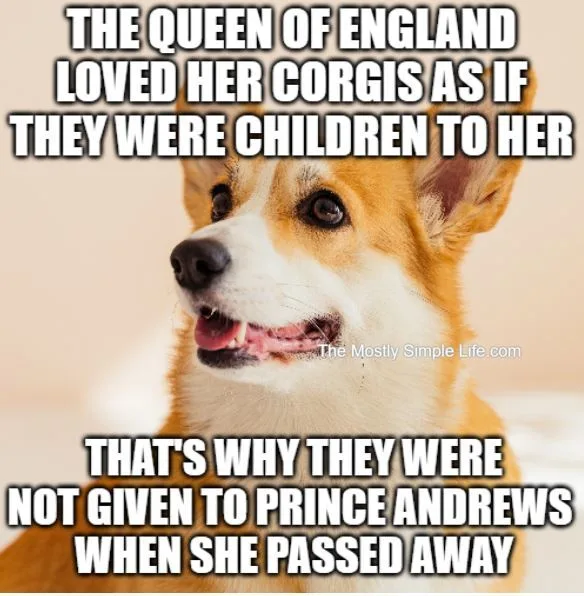 bad joke about the queen of england her corgis