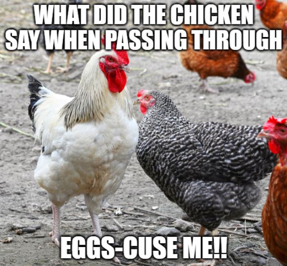eggscuse me chicken joke