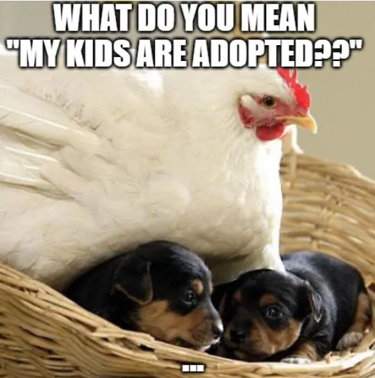 funny chicken memes about chicken adopting puppies
