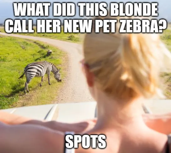 joke about a blonde and a zebra