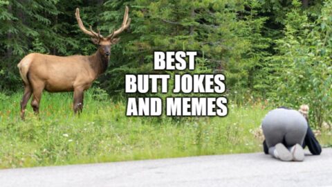 Bull elk stares down a tourist (de-focused) who is too close to the wildlife, kneeling down to take a photo on the side of the road