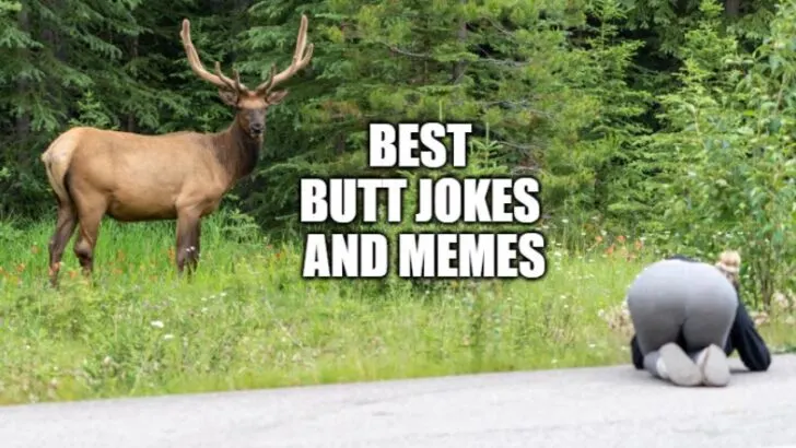 Bull elk stares down a tourist (de-focused) who is too close to the wildlife, kneeling down to take a photo on the side of the road