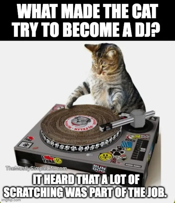 Cat DJ