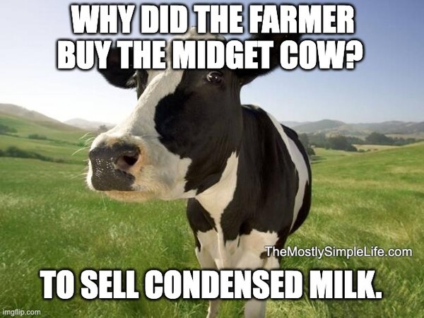 Cow meme.