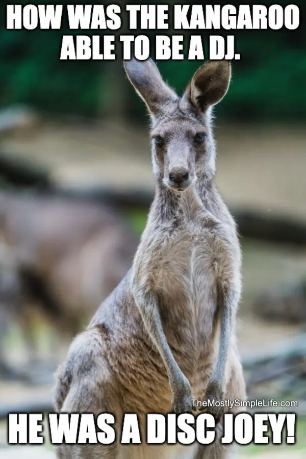 Kangaroo.