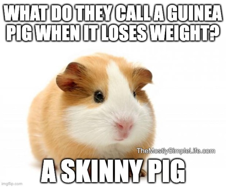 image of guinea pig.