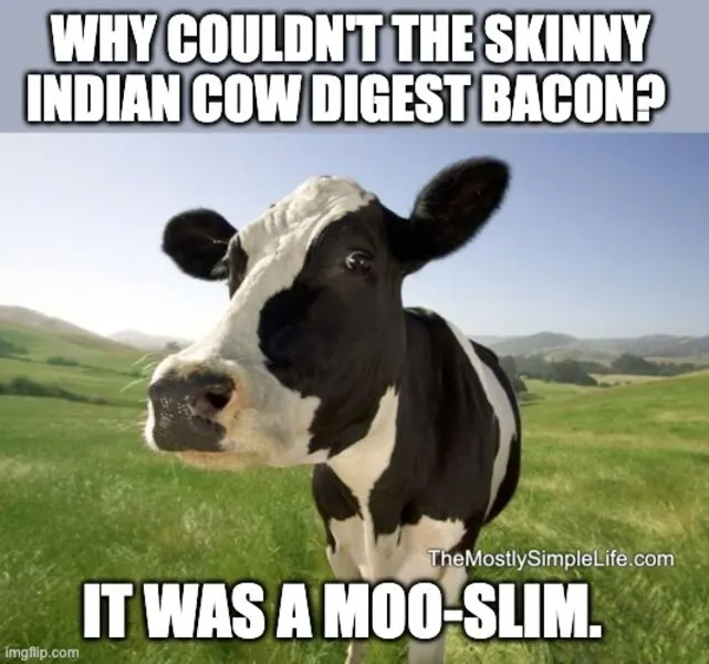 Cow image.
