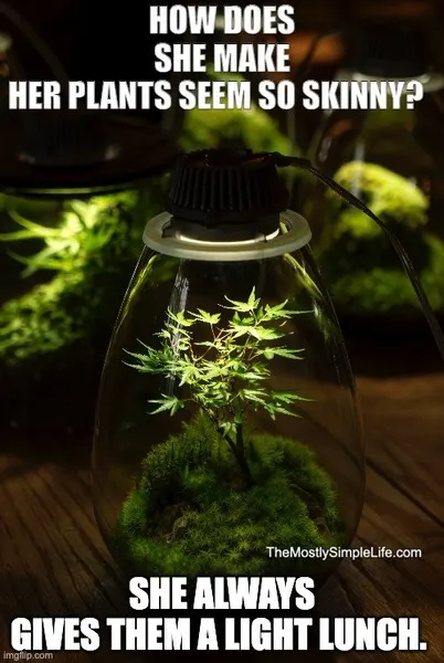 Plant under light.