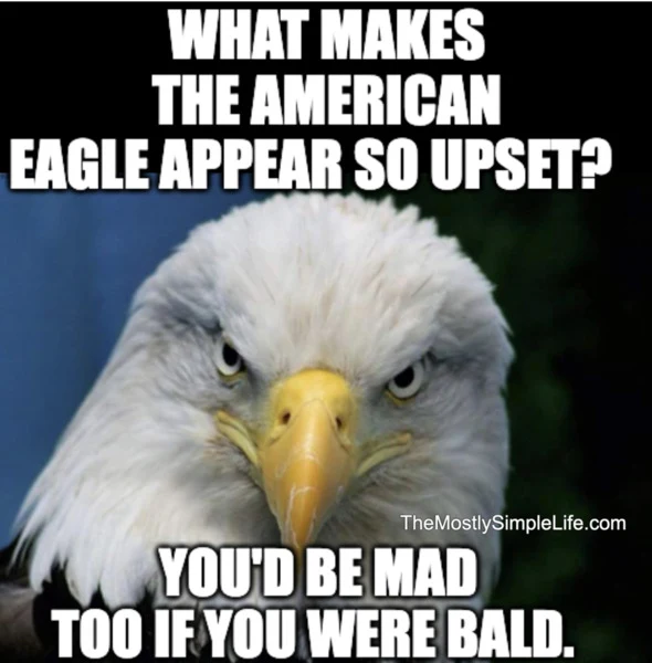 Bald eagle.