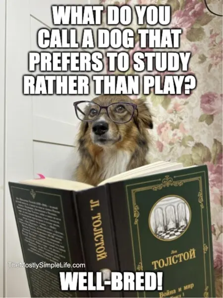 Dog reading book image.