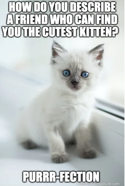 Kitten image.