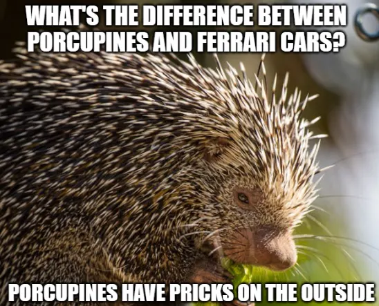 joke about the differences between porcupines and ferraris